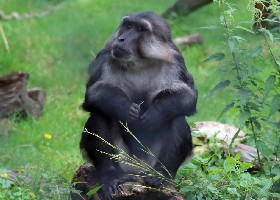 Tonkean Macaque