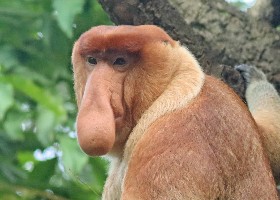 Proboscis Monkey