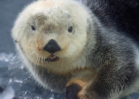 Sea Otter