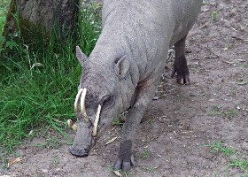 Babirusa