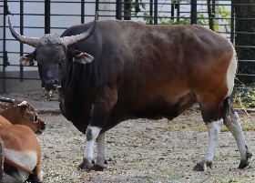Banteng