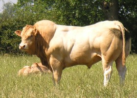 Blonde Cattle