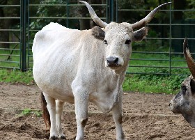 Hungarian Grey Cattle
