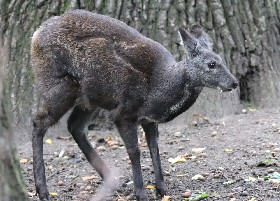 Siberian Musk Deer