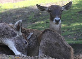 Thorold's Deer
