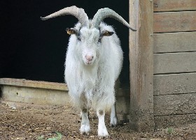 African Domestic Goat