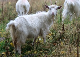Kashmir Goat
