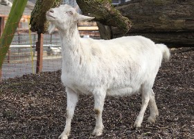 Saanen Goat