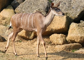 Greater Kudu female