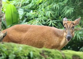 Muntjac