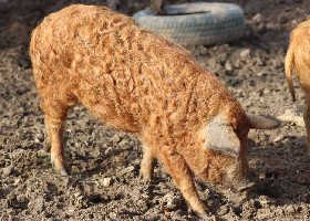 Mangalitsa Pig