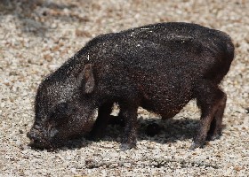 Pot-bellied Pig