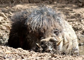 Visayan Warty Pig
