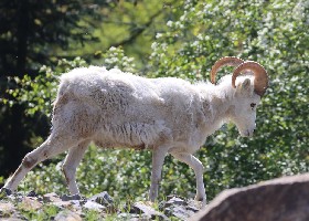 Dall's Sheep