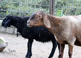 Hissar Sheep