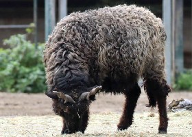 Hungarian Screw-horned Sheep