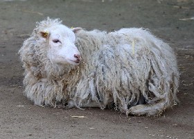 Skudde Sheep