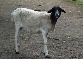 Somali Sheep