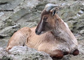 Himalayan Tahr