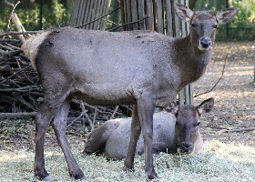 Wapiti or Elk