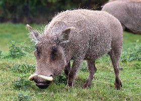 Warthog