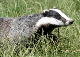 Foreign Mammals