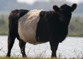Belted Cattle