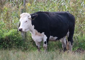 Black Hereford Cattle