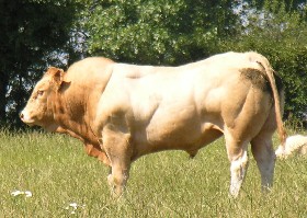 Blond Aquitaine Bull