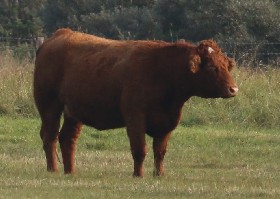 Lincoln Red Cattle