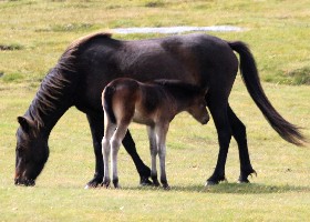Dartmoor Ponies
