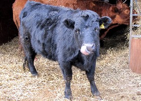 Dexter Cattle