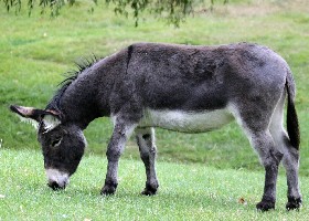 Donkey