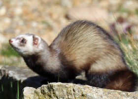 Ferret