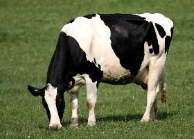 Friesian Cattle