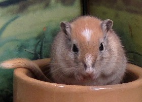 Gerbil