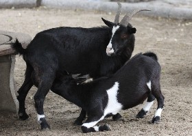 Alpine Goat