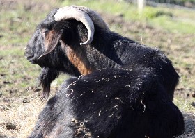 Anglo-nubian Goat