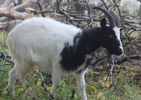 Bagot Goat