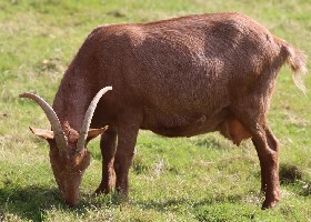 Golden Guernsey Goat