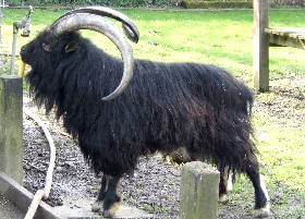Old English Feral Goat