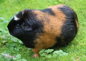 Guinea Pig