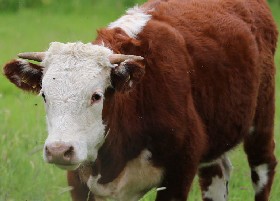 Red Hereford Cattle