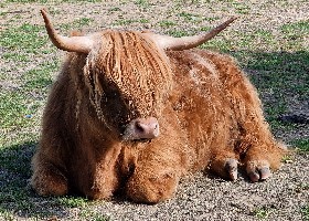 Highland Cattle