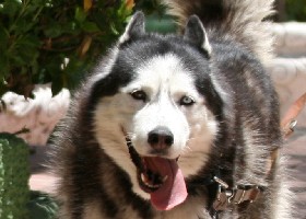 Siberian Husky