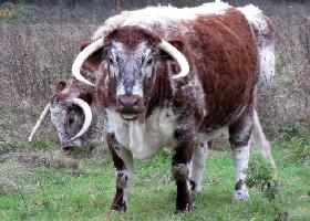 Longhorn British Cattle