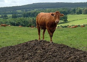 Cow on mound