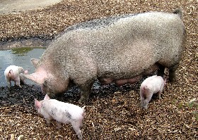 Large White Pig