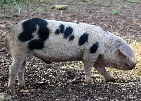 Gloucester Old Spot Pig