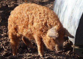 Mangalitsa Pig